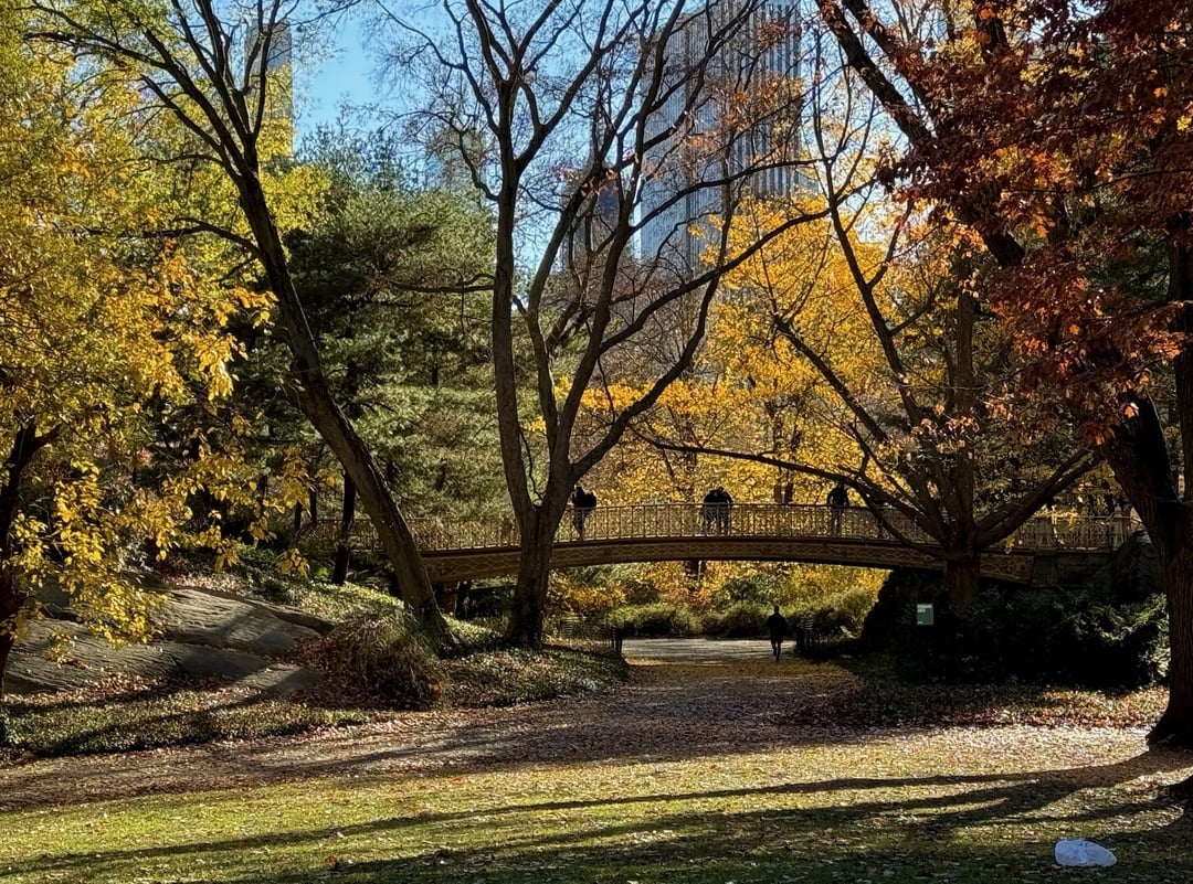 Autumn trees by a park pond